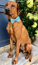 Load image into Gallery viewer, Koa&#39;s Ruff Life, Koa in the large blue birthday bow cake bow tie. Celebrte your dogs birthday in style.
