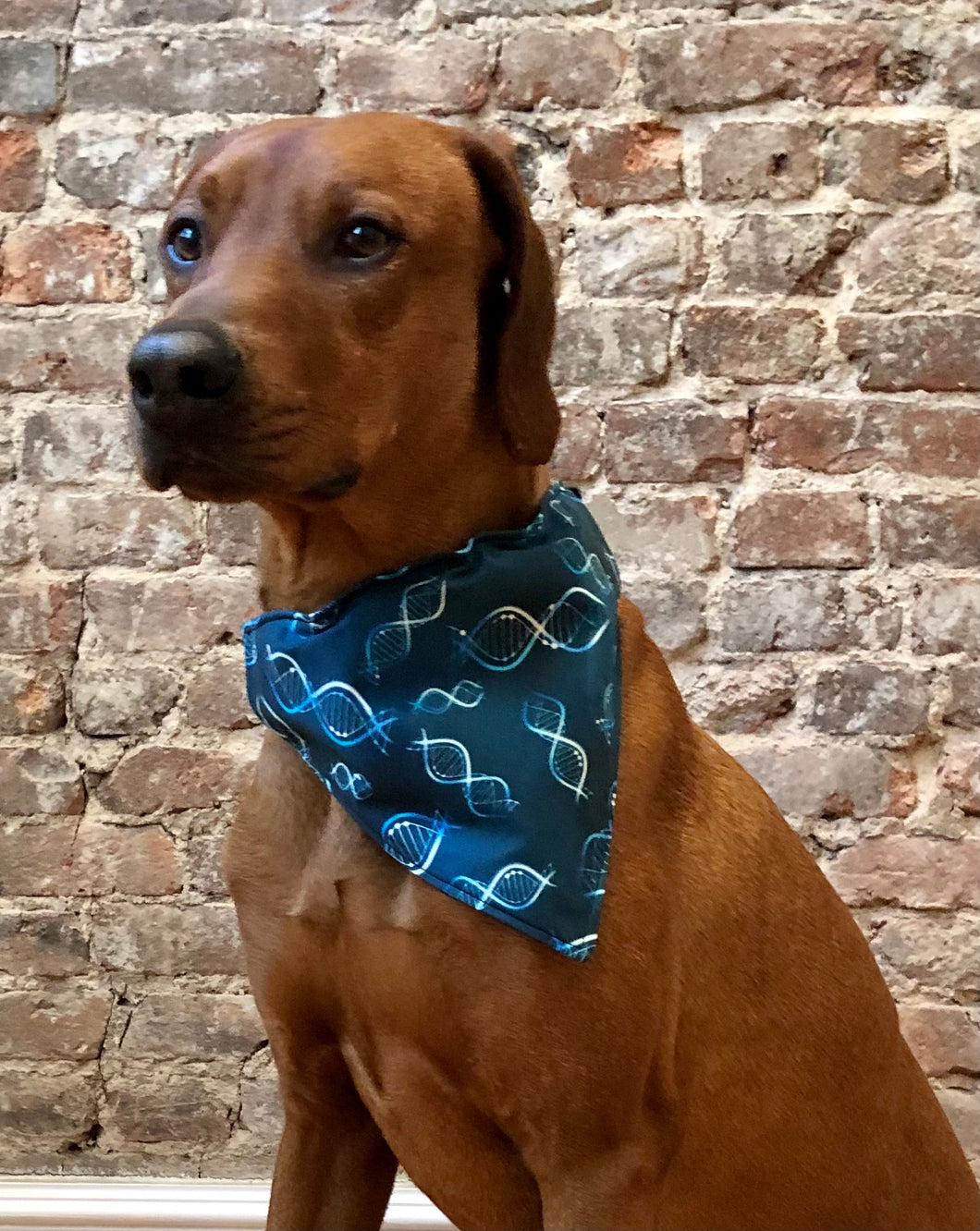 Koa's Ruff Life, Koa in the double helix large bandana. The secince collection is for the nerds!