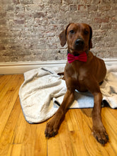 Load image into Gallery viewer, Koa&#39;s Ruff Life, Koa in a large bow ite. Customize your bow tie.
