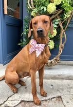Load image into Gallery viewer, Koa&#39;s Ruff Life, Koa in the watermelon bow tie for dogs. Perfect for the summer.
