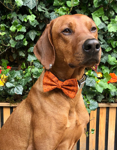 Koa's Ruff Life, Koa in the oraange fishing tale large bow tie. Includes images of bate, net, hook, nike and fish.