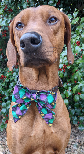 Koa's Ruff Life, Koa in a large Mardi Gras argyle bow tie