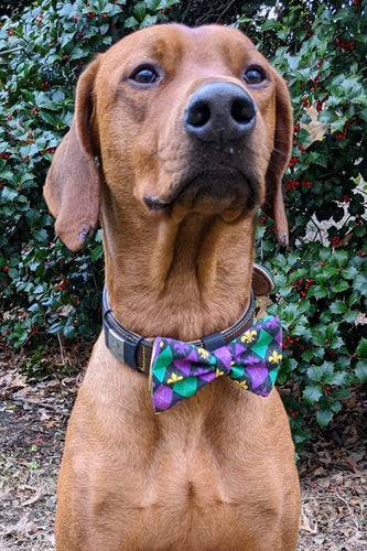 Koa's Ruff Life, Koa in a large Mardi Gras argyle bow tie
