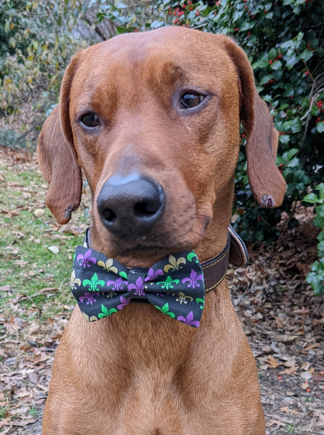 Koa's Ruff Life, Koa in a large the Mardi Gras Fleu de Lis Bow Tie