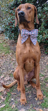 Load image into Gallery viewer, Koa&#39;s Ruff Life, Koa in a large Daddy&#39;s girl sailor bow 
