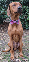 Load image into Gallery viewer, Koa&#39;s Ruff Life, koa in a large valentine&#39;s day tartan plaid bow tie
