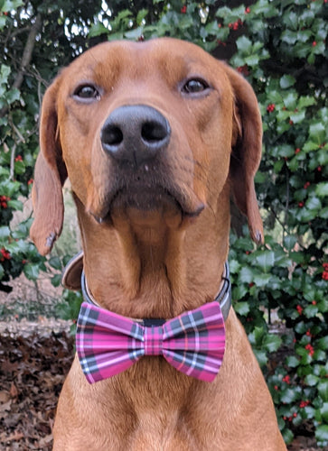 Koa's Ruff Life, koa in a large valentine's day tartan plaid bow tie