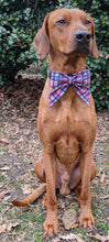 Load image into Gallery viewer, Koa&#39;s Ruff Life, Koa in a large pink/blue plaid sailor bow
