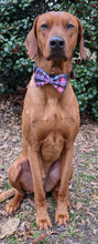 Load image into Gallery viewer, Koa&#39;s Ruff Life, Koa in a large pink/blue plaid bow tie
