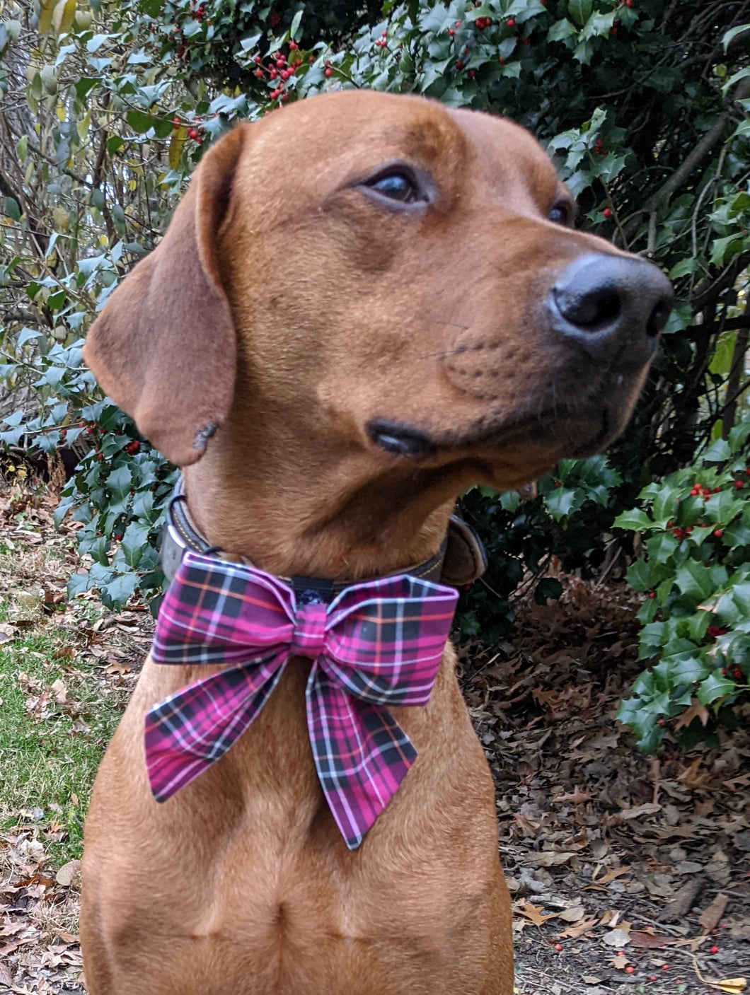 Koa's Ruff Life, Koa in a large Valentine's Day tartan plaid sailor bow