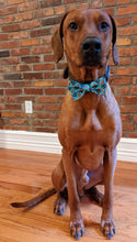 Load image into Gallery viewer, Koa&#39;s Ruff Life, Koa in a large chick magnet bow tie

