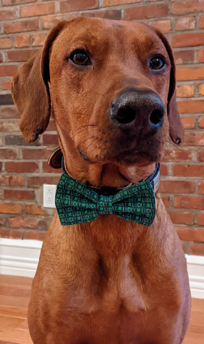 Koa's Ruff Life, Koa in a large St Patrick's Day Lucky bow tie
