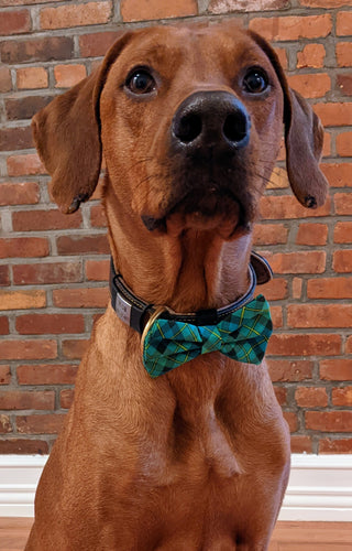 Koa's Ruff Life, Koa in a large luck of the Irish bow tie