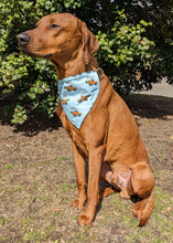 Load image into Gallery viewer, Koa in a large bunny carrot racer bandana
