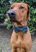 Load image into Gallery viewer, Koa&#39;s Ruff Life, Koa in a large Hawaiian blue/black bow tie for dogs.
