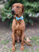 Load image into Gallery viewer, Koa&#39;s Ruff Life, Koa in a large spring plaid bow tie
