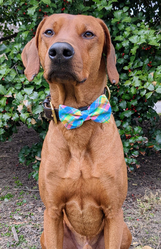 Koa's Ruff Life, Koa in a large spring plaid bow tie