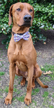 Load image into Gallery viewer, Koa&#39;s Ruff Life, Koa in a large easter cupcake bow tie
