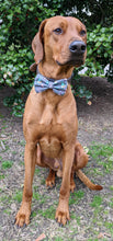 Load image into Gallery viewer, Koa&#39;s Ruff Life, Koa in a large Easter gnome bow tie
