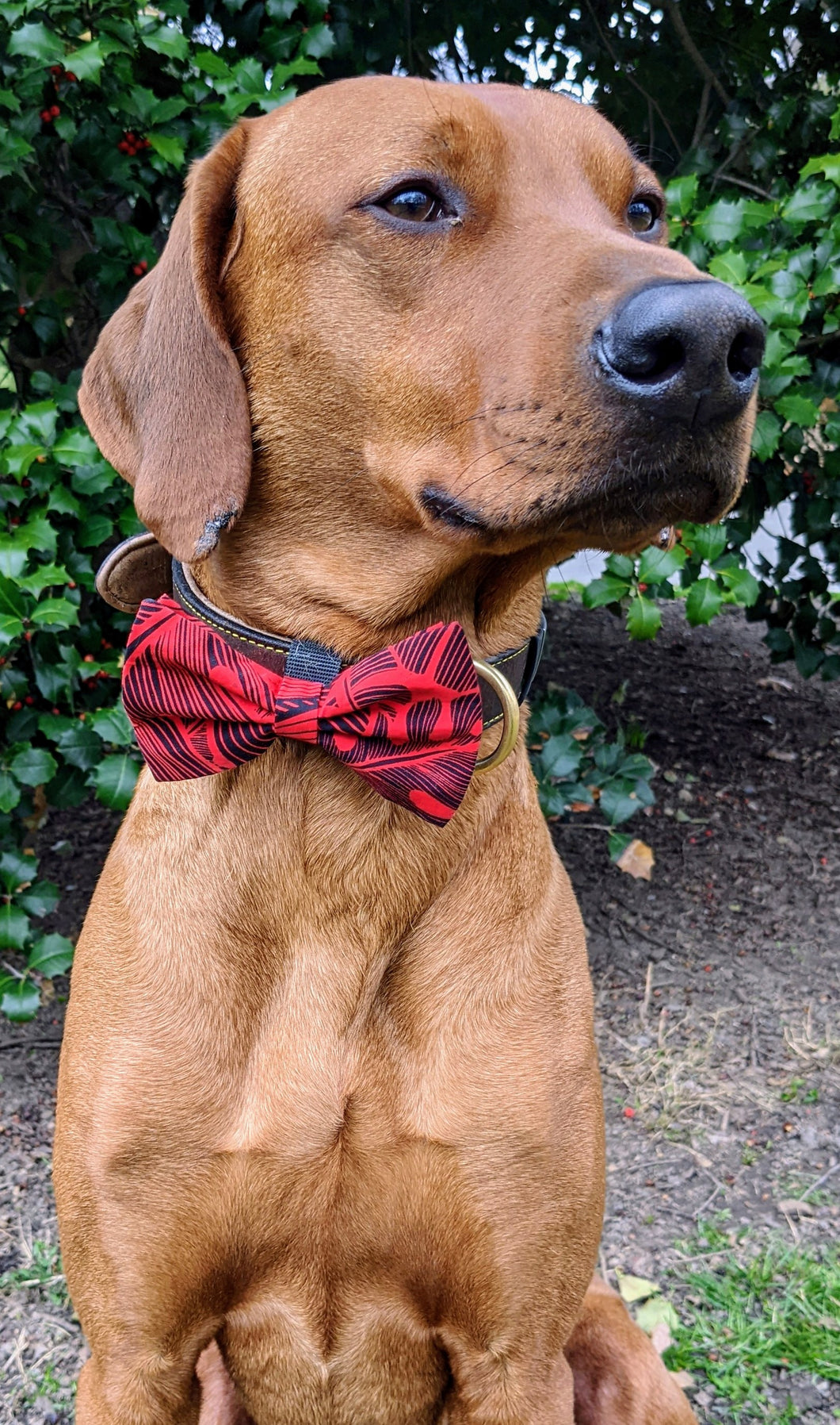 Koa's Ruff Life, Koa in a large Hawaiian red/black bow tie for dogs.