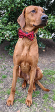 Load image into Gallery viewer, Koa&#39;s Ruff Life, Koa in a large Hawaiian red/black bow tie for dogs.
