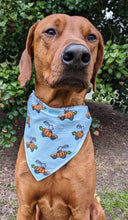 Load image into Gallery viewer, Koa in a large bunny carrot racer bandana
