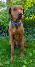 Load image into Gallery viewer, Koa&#39;s Ruff Life, Koa in a large blue share bow tie
