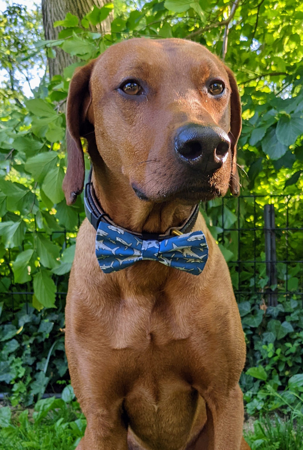 Koa's Ruff Life, Koa in a large blue share bow tie.