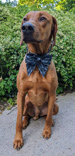 Load image into Gallery viewer, Koa&#39;s Ruff Life, Koa in a large navy blue swimming with sharks sailor bow.
