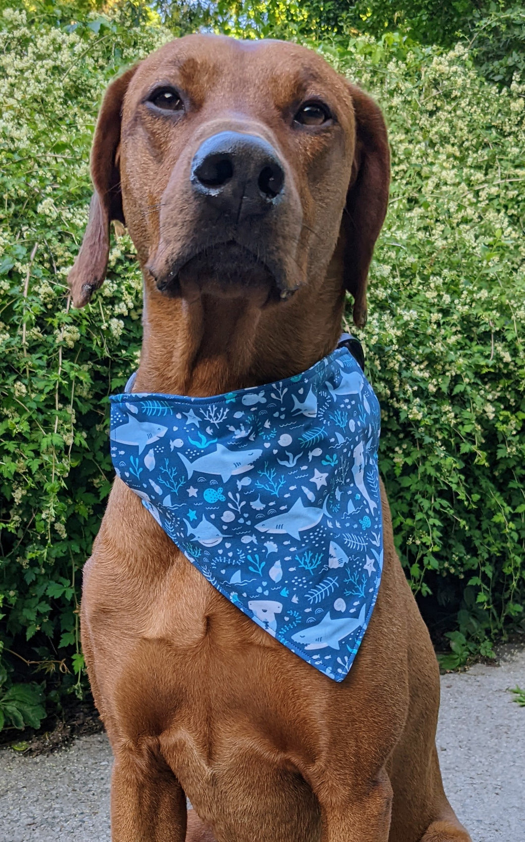 Koa's Ruff Life, Koa in a large blue happy sharks bandana.