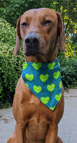Koa's Ruff Life, Koa in a large tennis heart bandana.