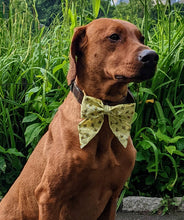 Load image into Gallery viewer, Koa&#39;s Ruff Life, Koa in a large yellow bee sailor bow
