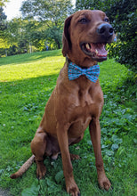 Load image into Gallery viewer, Koa&#39;s Ruff Life, Koa in a large blue daddy&#39;s boy bow tie
