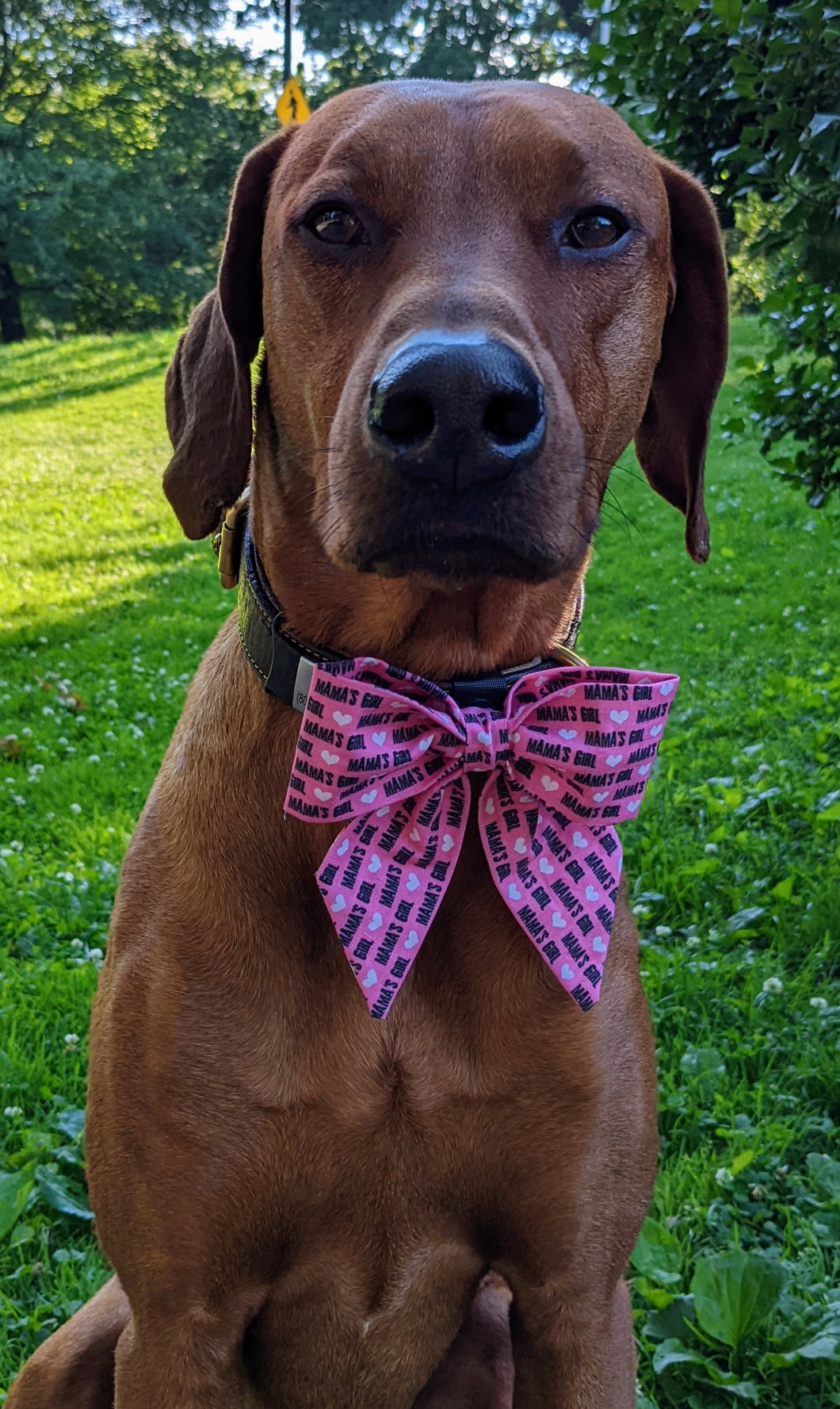 Koa's Ruff Life, Koa in a large pink mama's girl sailor bow