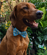 Load image into Gallery viewer, Koa&#39;s Ruff Life, Koa in a large blue drinking buddy bow tie for dogs
