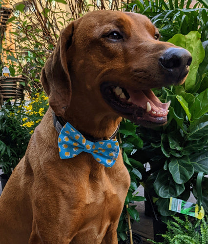 Koa's Ruff Life, Koa in a large blue drinking buddy bow tie for dogs