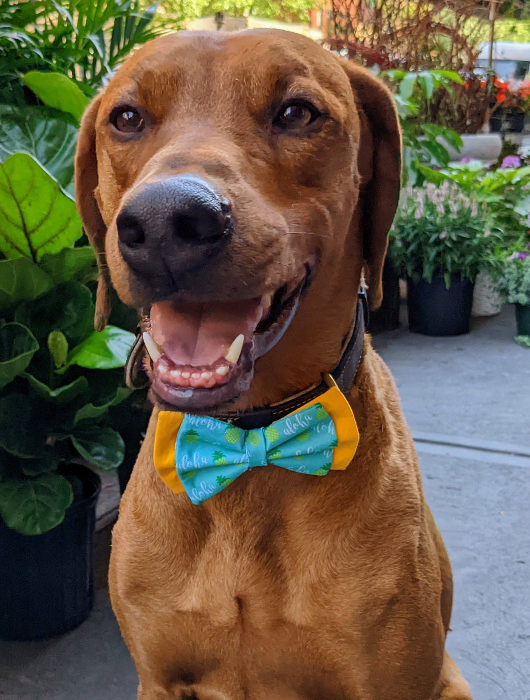 Koa's Ruff Life, Koa in a large double-layered teal and yellow aloha pineapple bow tie for dogs.