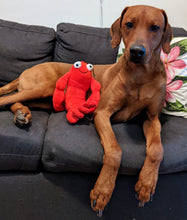 Load image into Gallery viewer, Koa&#39;s Ruff Life, Floppy lobster large dog toy
