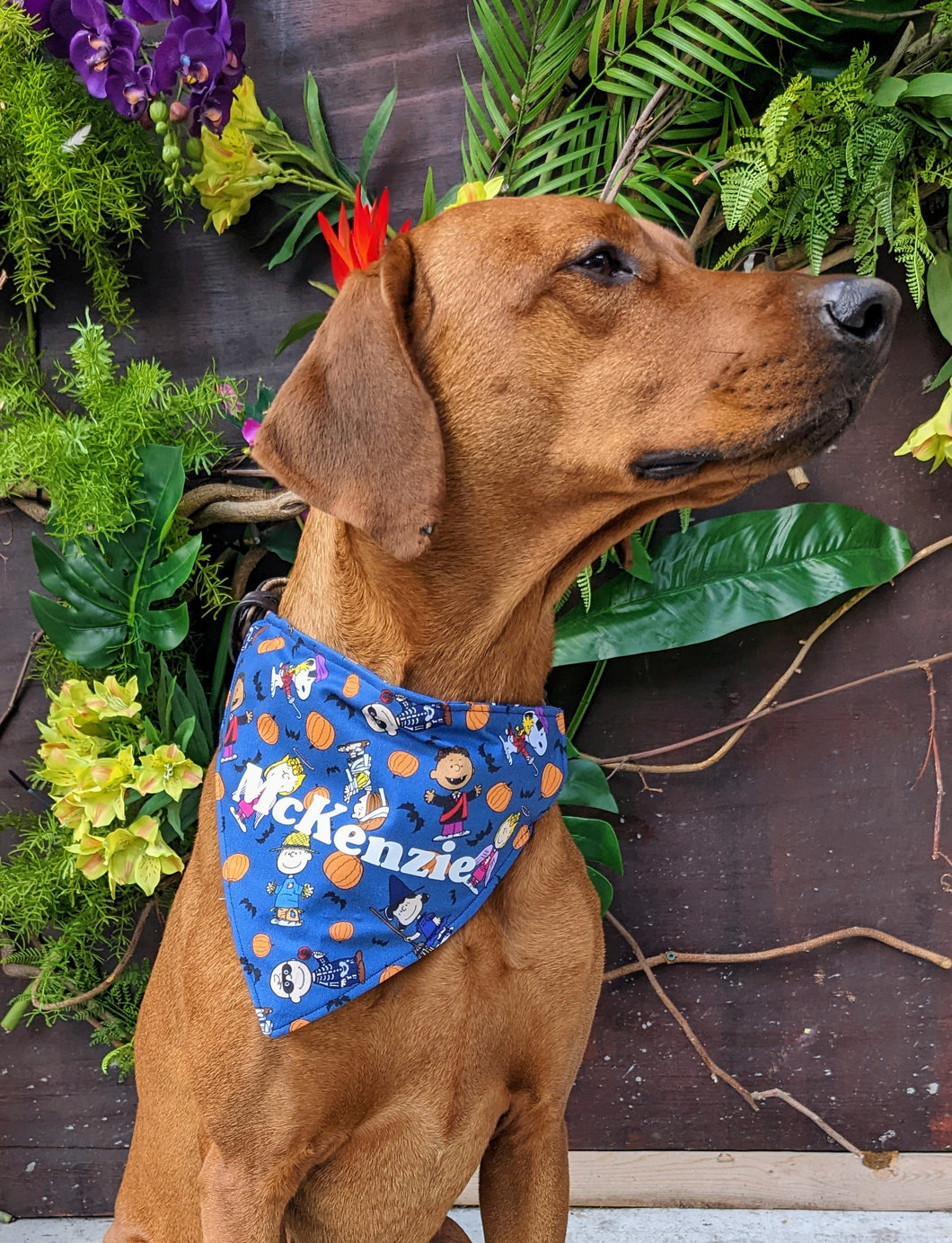 Koa's Ruff Life, Koa in a large blue Peanuts costume halloween bandana for dogs