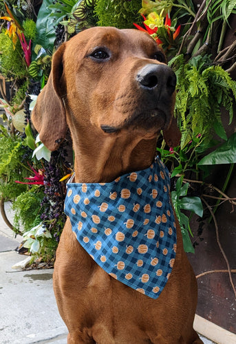 Koa's Ruff Life, Koa in a large tossed pumpkin teal bandana for dogs