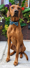Load image into Gallery viewer, Koa&#39;s Ruff Life, Koa in a large tossed pumpkin teal bow tie for dogs
