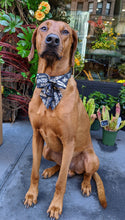 Load image into Gallery viewer, Koa&#39;s Ruff Life, Koa in a large New Orleans Saints Retro pattern sailor bow.
