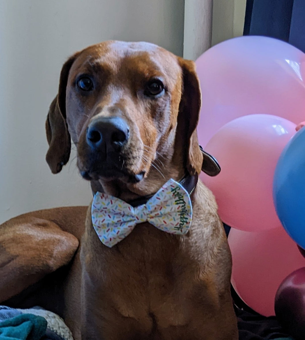 Koa's Ruff Life, Koa in a large Happy Birthday sprinkle bow tie