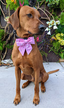 Load image into Gallery viewer, Koa&#39;s Ruff Life, Koa in a large pink New York Yankees sailor bow for dogs
