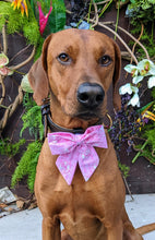 Load image into Gallery viewer, Koa&#39;s Ruff Life, Koa in a large pink New York Yankees sailor bow for dogs

