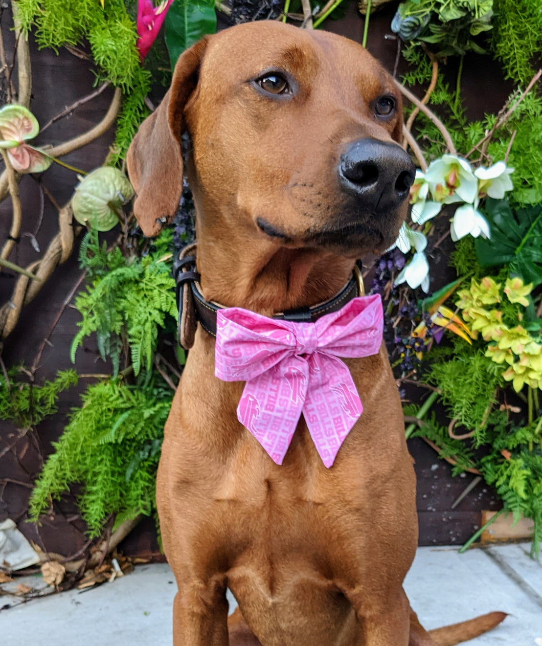 Koa's Ruff Life, Koa in a large pink Buffalo Bills sailor bow for dogs