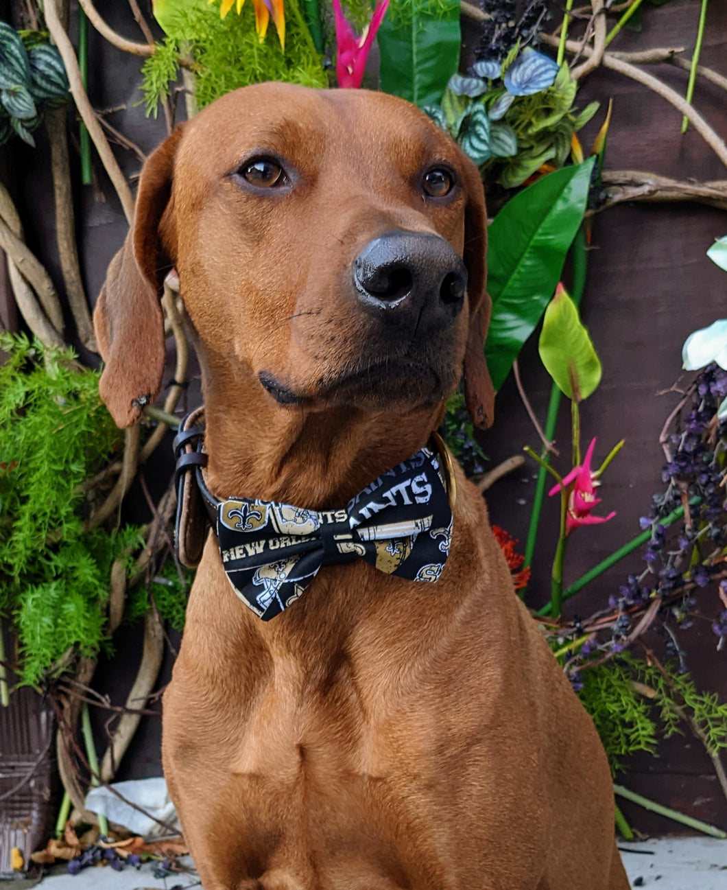 Koa's Ruff Life, Koa in a large New Orleans Saints retro bow tie for dogs