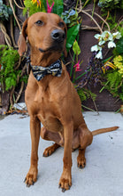 Load image into Gallery viewer, Koa&#39;s Ruff Life, Koa in a large New Orleans Saints retro bow tie for dogs
