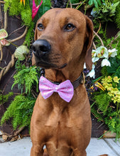 Load image into Gallery viewer, Koa&#39;s Ruff Life, Koa in a large pink New York Yankees bow tie for dogs
