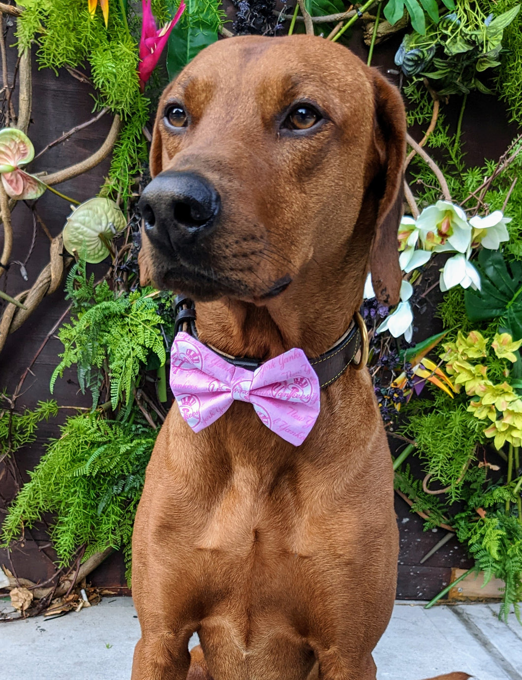 Koa's Ruff Life, Koa in a large pink New York Yankees bow tie for dogs